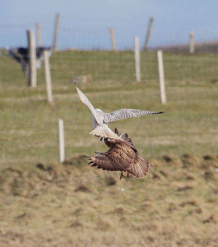 Gyr