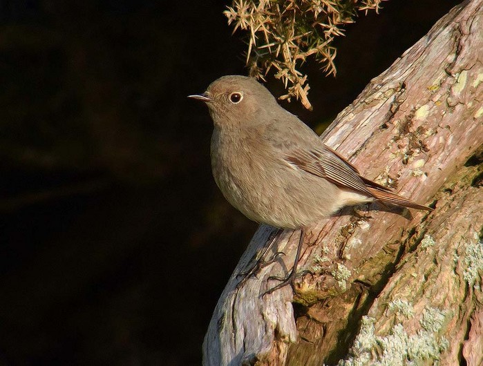 Black Redstart