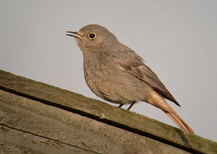 Black Redstart