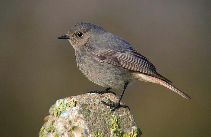Black Redstart