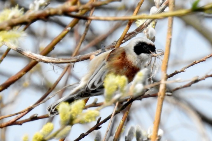 Penduline Tit