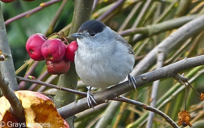 Blackcap