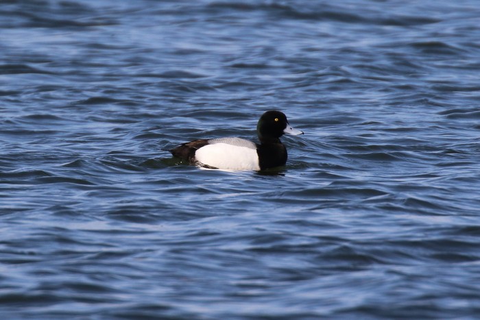 Scaup