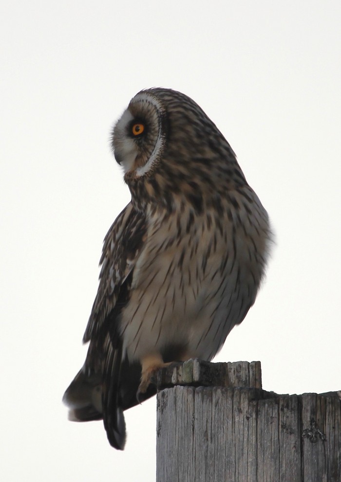 Short-eared Owl