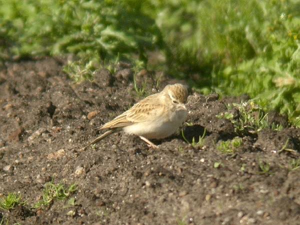 Short-toed Lark