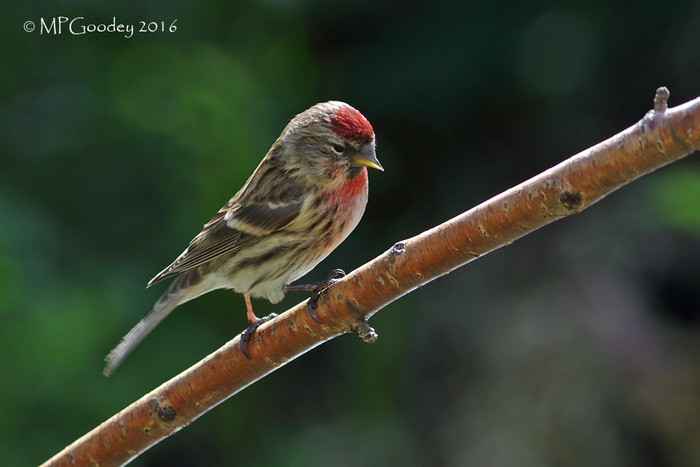 Lesser Redpoll