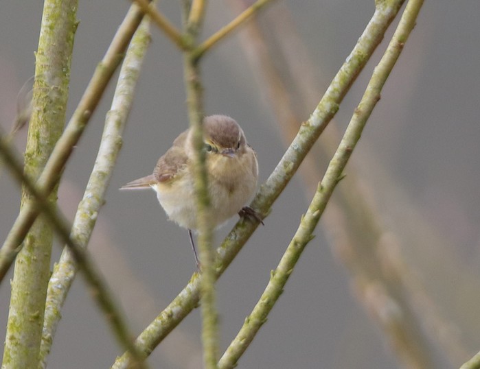 Chiffchaff