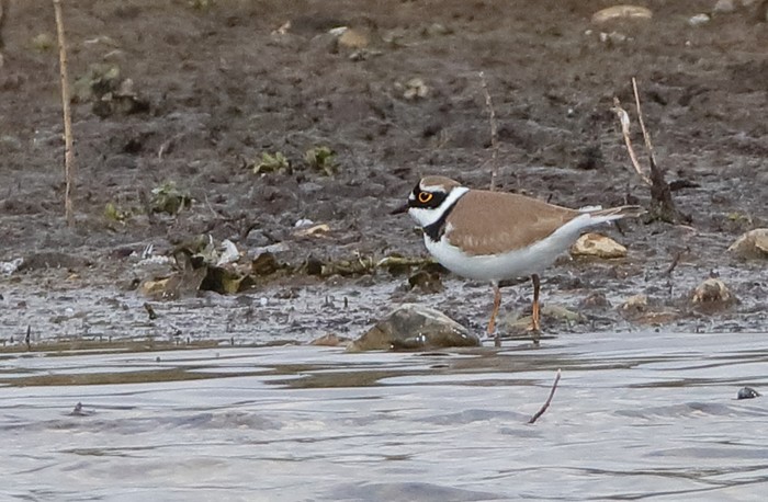 Little Ringed Plover