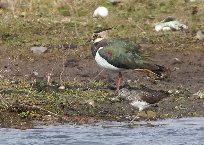 Green Sandpiper