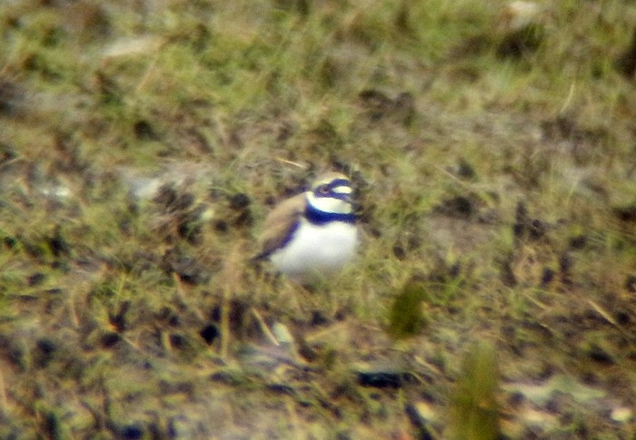 Little Ringed Plover