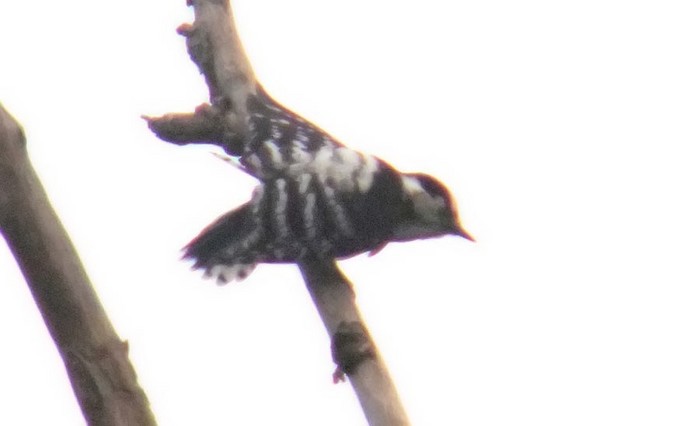 Lesser Spotted Woodpecker