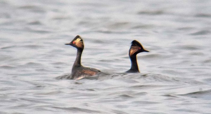 Black-necked Grebe