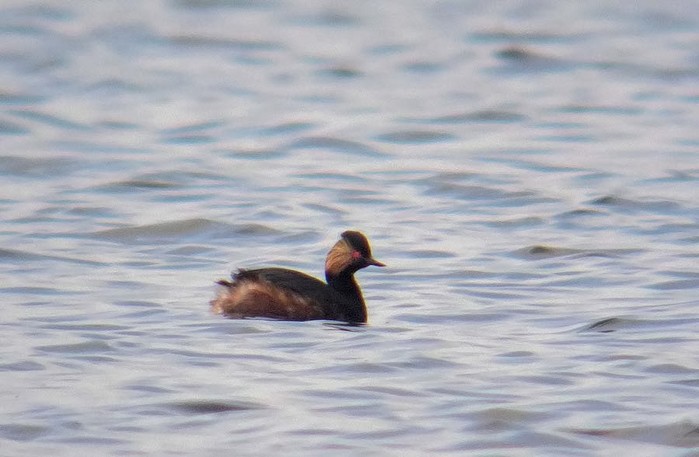 Black-necked Grebe