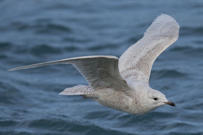 Iceland Gull