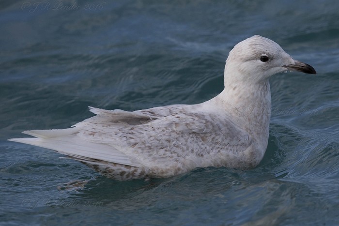 Iceland Gull