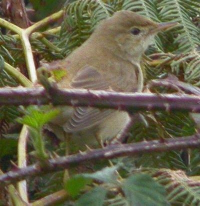 Marsh Warbler