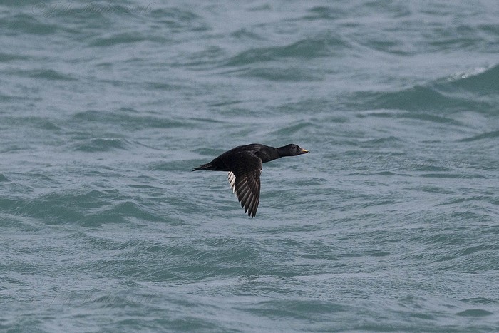 Common Scoter
