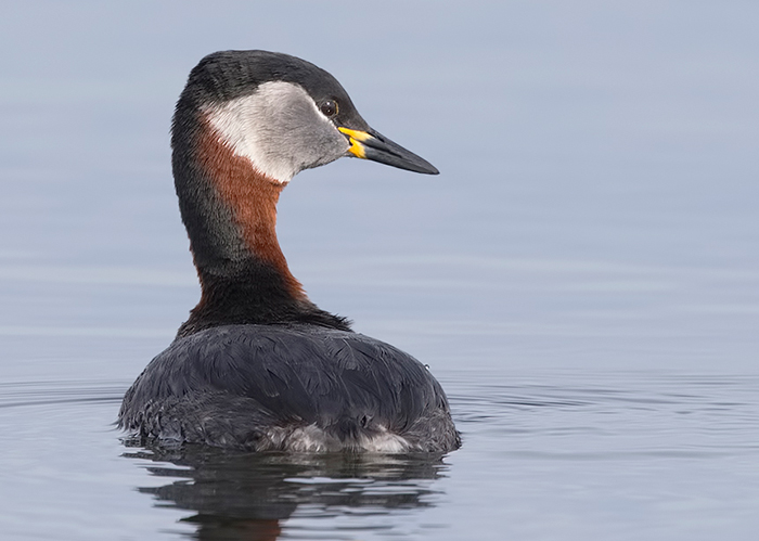 Red-necked Grebe