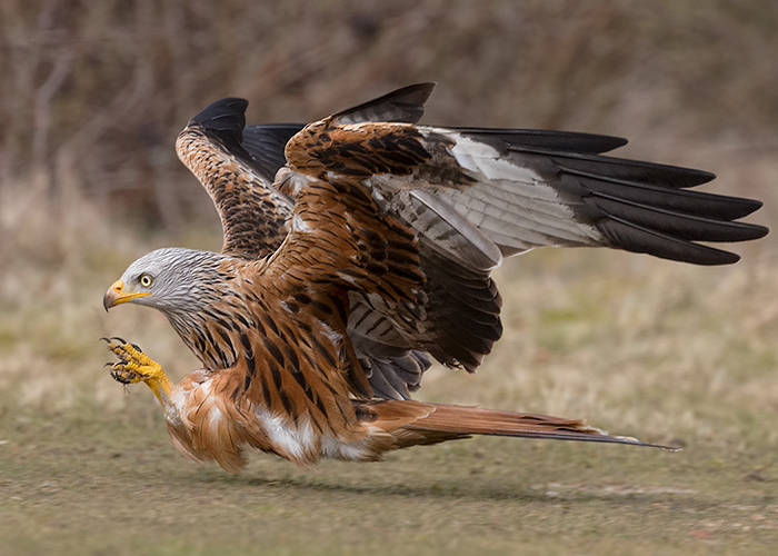 Red Kite