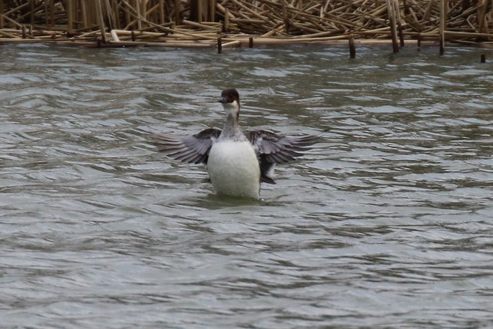 Smew