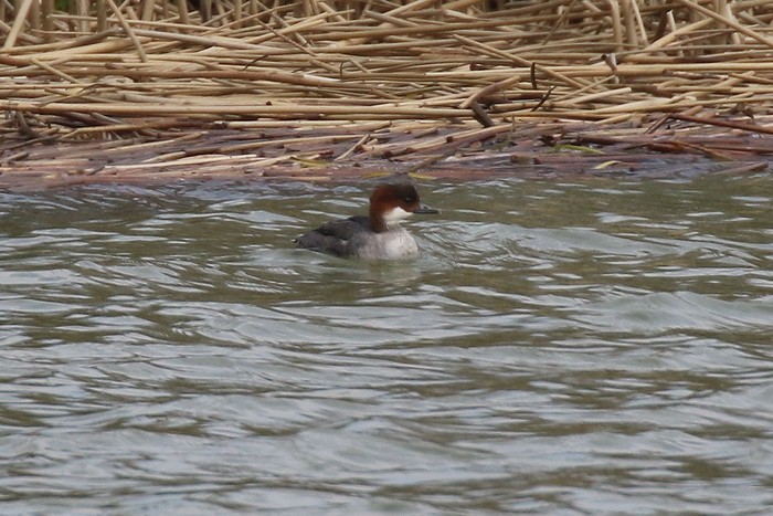 Smew