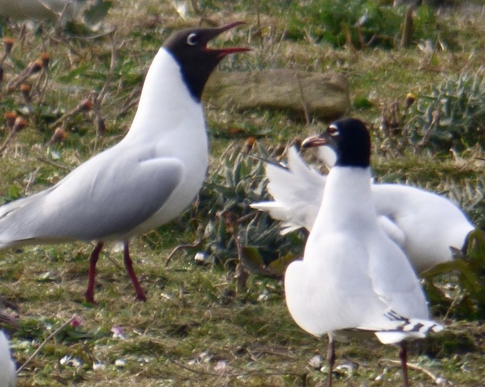 Mediterranean Gull