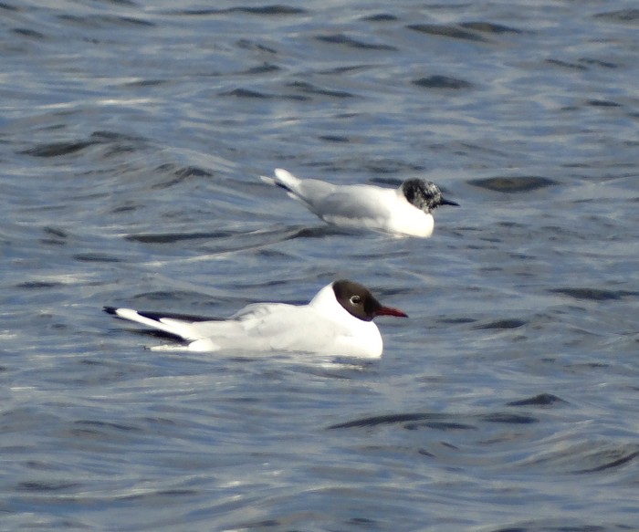 Little Gull
