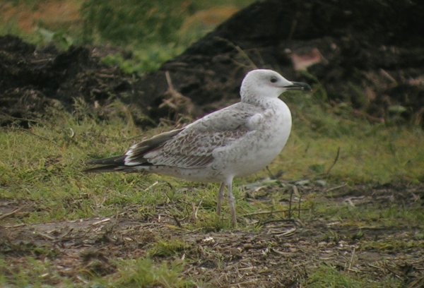Caspian Gull