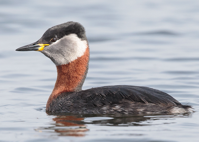 Red-necked Grebe