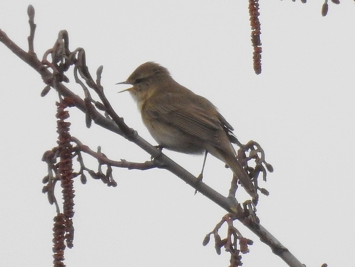 Willow Warbler