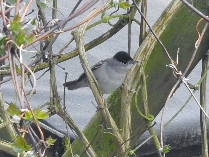 Blackcap
