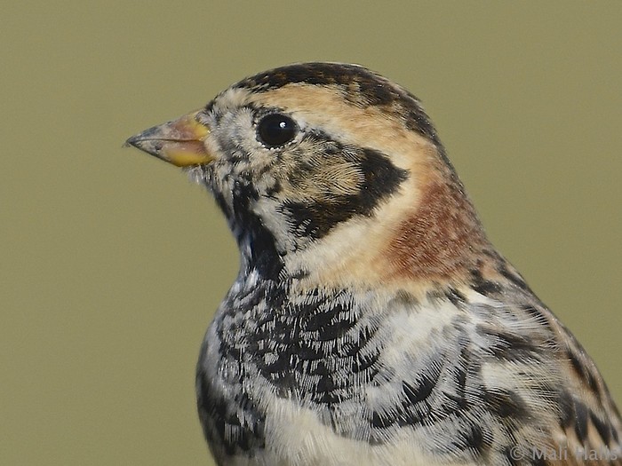 Lapland Bunting