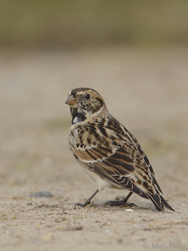 Lapland Bunting
