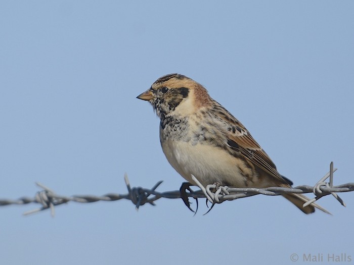 Lapland Bunting