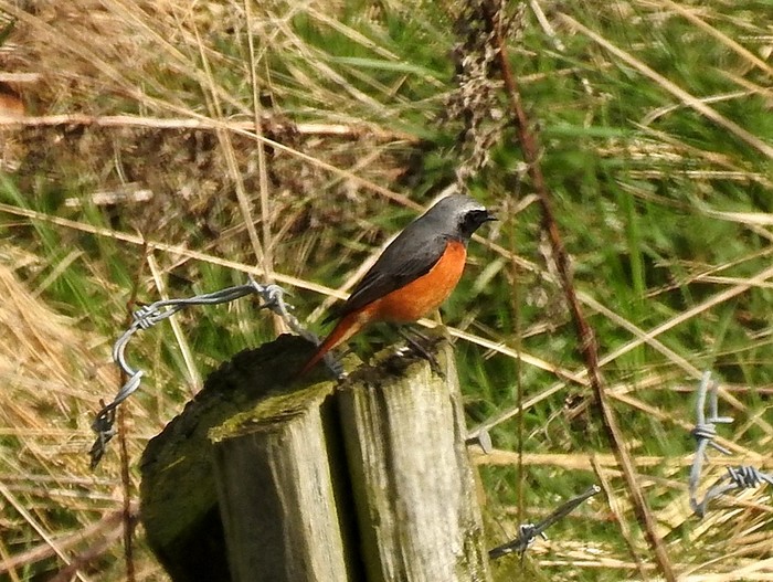 Redstart