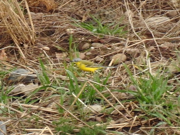 hybrid Blue-headed Wagtail x Yellow Wagtail