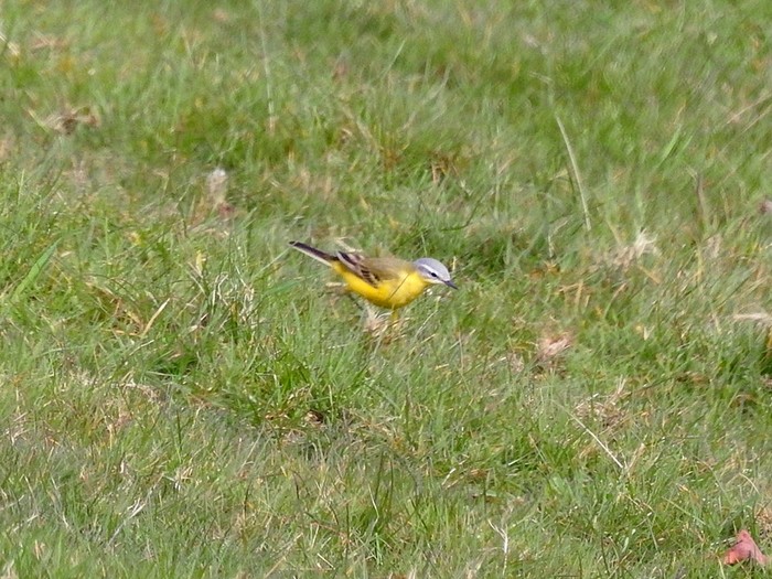 hybrid Blue-headed Wagtail x Yellow Wagtail