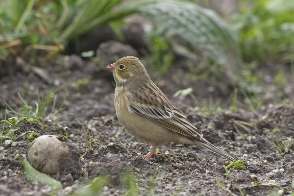 Ortolan Bunting