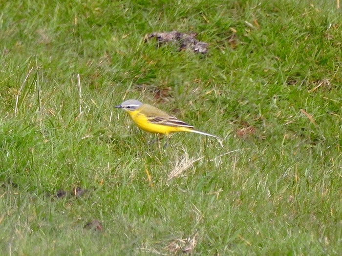 hybrid Blue-headed Wagtail x Yellow Wagtail