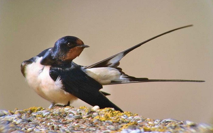 Swallow