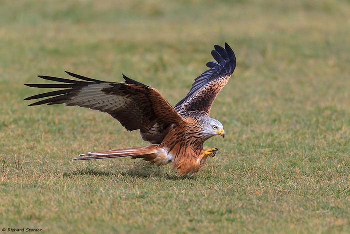 Red Kite