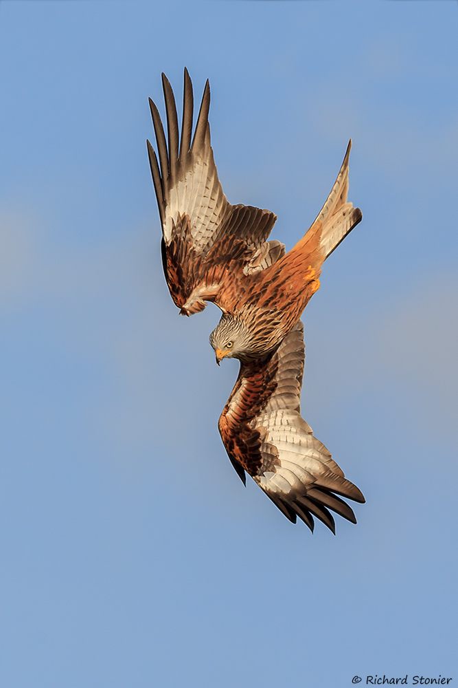 Red Kite