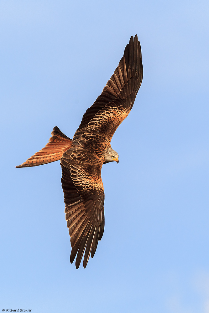 Red Kite