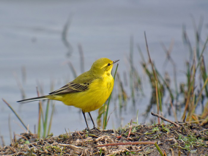 Yellow Wagtail