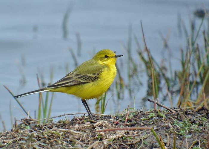 Yellow Wagtail
