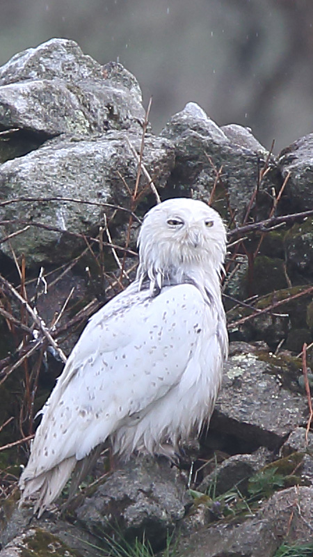 Snowy Owl