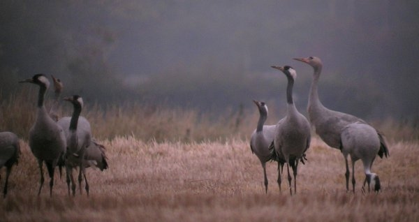 Common Crane