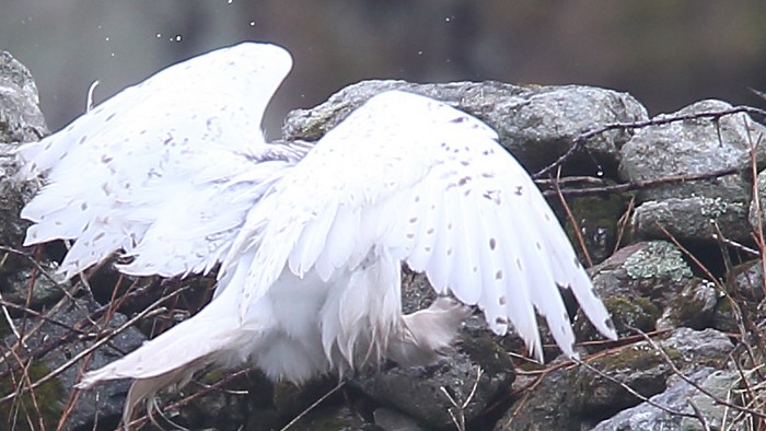 Snowy Owl