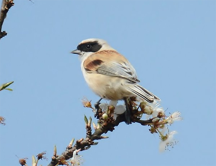 Penduline Tit