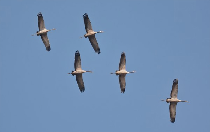 Common Crane